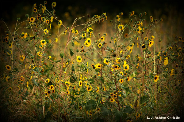 Wild Flowers by L. J, Ashton Christie