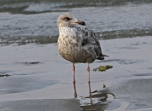 Plum Island Seagull by Bob See