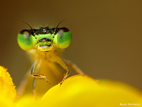 Damsel on Yellow by Mark Berkery