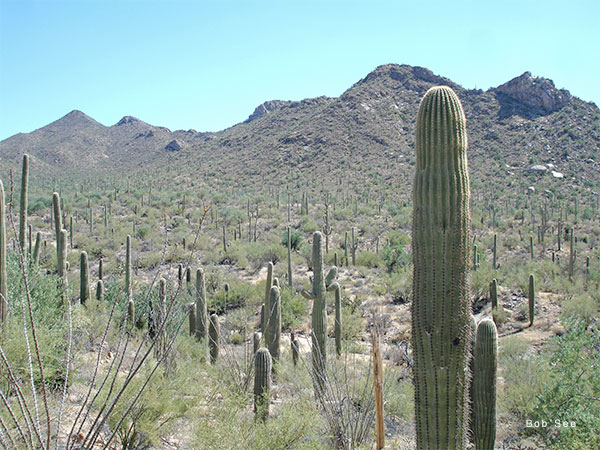 Arizona Saguaro by Bob See