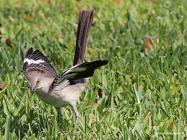 Mama Mockingbird by Ellen Erlanger