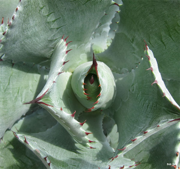 Agave Potatorum by Bob See